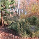 Geografisches Arboretum Rombergpark am 17,102018 (19)